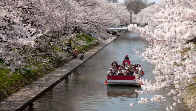 Tour di un giorno per ammirare i ciliegi in fiore "Quartetto di Primavera" al fiume Matsukawa di Toyama e al fiume Asahi Funakawa | Partenza da Kanazawa