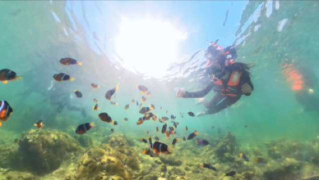 Splitdyboat Hong Kong clownfish storm snorkeling tour
