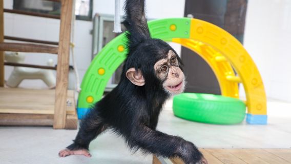 上海野生動物園親子玩樂一日遊