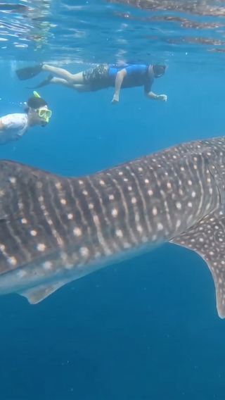 Whale Shark Swimming Experience (Libertad) with Free Round-Trip Transfer