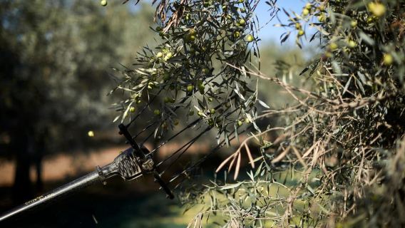 Moncarapacho: Olive Oil Tour with Tasting
