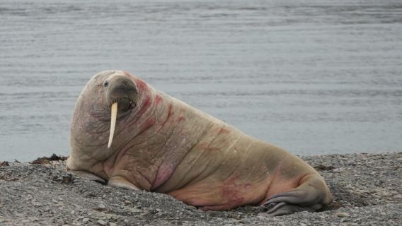 Longyearbyen: wildlife sighting, panoramic viewpoint