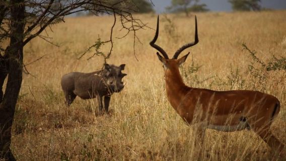 Arusha National Park: Wildlife, Craters & Mt. Meru Day Trip