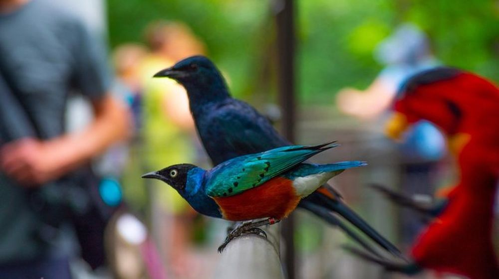 Jurong Bird Park Wildlife