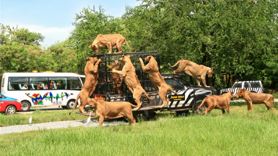 泰國曼谷野生動物世界一日遊 動物世界 海洋公園門票 午餐 專車接送 Trip Com