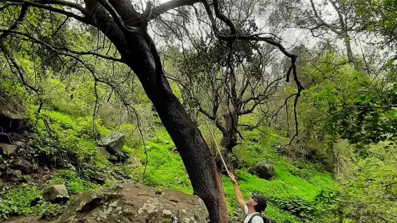 Hiking in the rainforest by 2 native guides