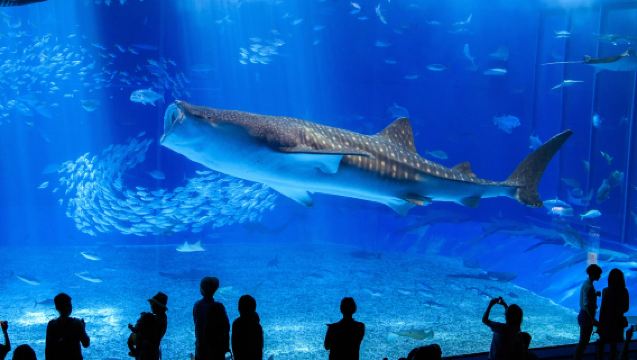 沖繩北部|萬座毛+美麗海水族館+美國村一日遊【含門票+午餐】