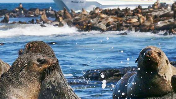 Phillip Island Seal Watching Cruise