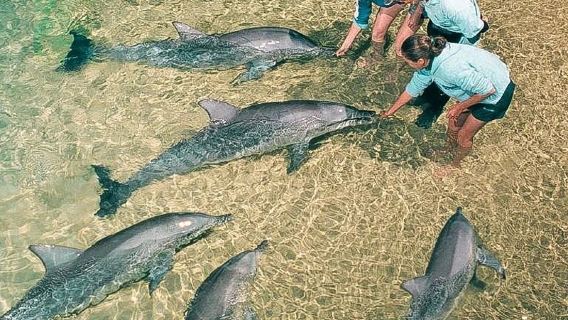 ตัวแทนอย่างเป็นทางการสำหรับ ทัวร์วันเดียว/ทัวร์หลายวัน เพื่อให้อาหารปลาโลมาและปลาวาฬที่เกาะโลมา Moreton ในบริสเบน โกลด์โคสต์ ออสเตรเลีย