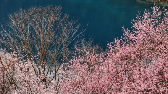 ทัวร์ส่วนตัว 1 วันในหุบเขาจิ่วไจ้โกวพร้อมไกด์นำเที่ยว