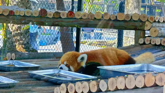 大城獅子王動物園一日遊【可選長頸鹿合影/水豚/遛老虎拍照】
