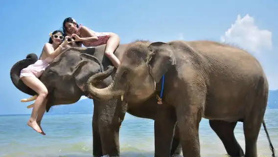 プーケット発|ラッキービーチ 象との触れ合い+写真撮影体験
