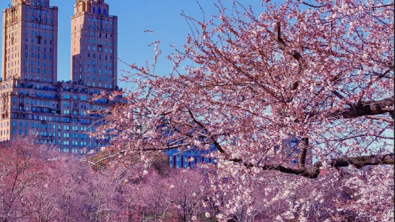 紐約中央公園+自由女神+華爾街+時代廣場+中文司導行程可調