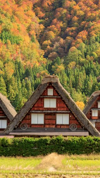 A one-day tour of ancient Japanese towns: Hida Highlands + Gunjo Hachiman + Shirakawa-go Gassho-zukuri Village