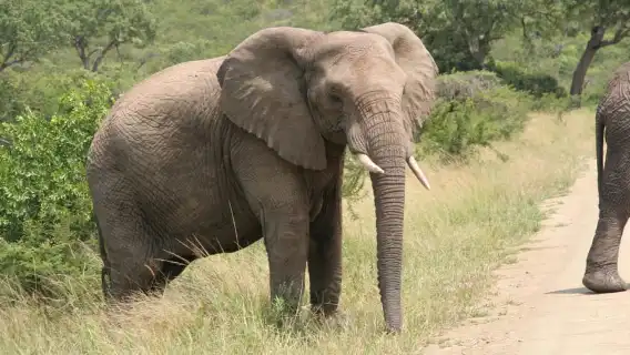 จากเดอร์บัน: ทัวร์ซาฟารีและหมู่บ้าน PheZulu แบบหนึ่งวัน