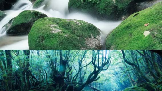 屋久島+白谷雲水峽+太鼓岩【接送+徒步/提前預約徒步檔期】