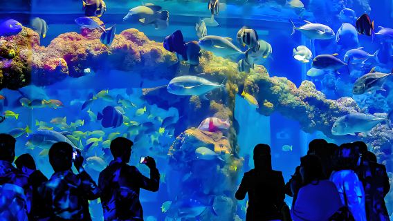 Excursion d'une demi-journée au monde sous-marin de Qingdao : tunnel sous-marin de 86,2 mètres (visite autoguidée)