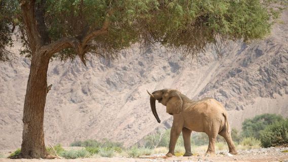 Moremi Game Reserve Delta Day Trip