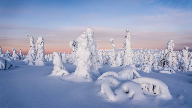 Desde Rovaniemi: aventura de día completo en el desierto de Riisitunturi