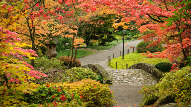 西雅圖賞花!華盛頓植物園+華盛頓大學+蘇厄德公園+林地公園
