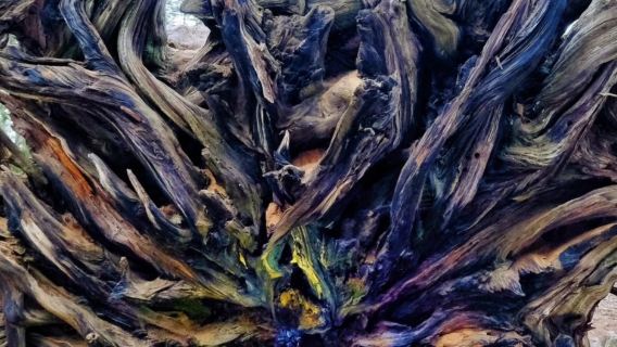 San Francisco round-trip to Yosemite National Park and Sequoia National Park - private charter - top pick