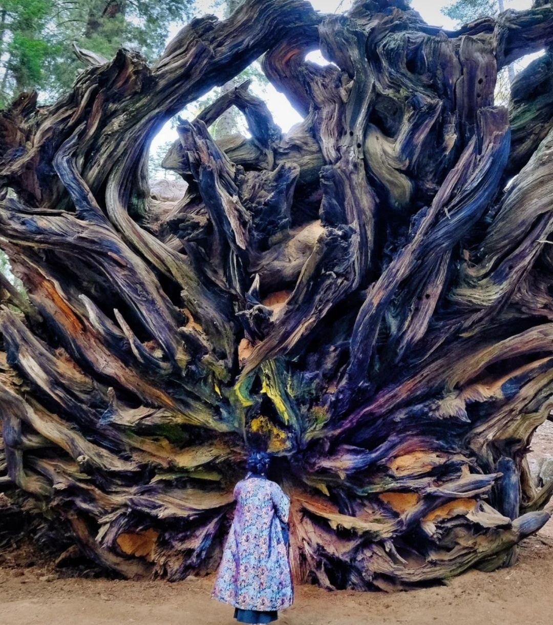 San Francisco round-trip to Yosemite National Park and Sequoia National Park - private charter - top pick