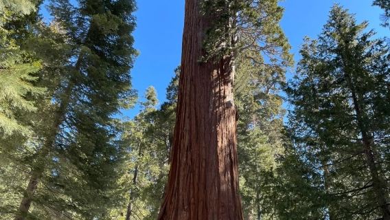 San Francisco - Yosemite National Park + Sequoia/Kings Canyon - Private Charter - Top Pick