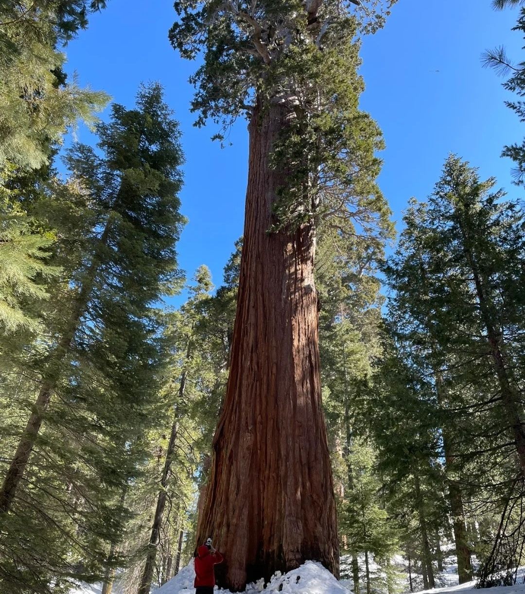 San Francisco - Yosemite National Park + Sequoia/Kings Canyon - Private Charter - Top Pick