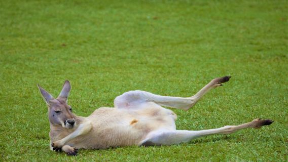 澳大利亞動物園+陽光海岸+布里斯本市政廳+南岸公園+摩天輪※