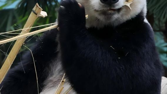 新加坡生態一日遊——雨林野趣+國寶熊貓見面