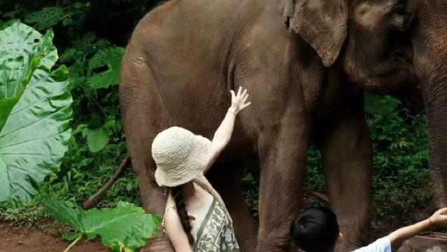 西雙版納原始森林公園 + 野象谷1對1包車服務·無憂純玩專線