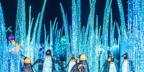 Festilumi|灣仔海濱|沉浸式光影樂園