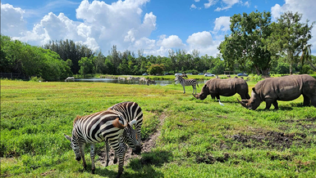 美國 邁阿密-羅德岱堡徒步一日遊（可定制周邊遊）飯店接駁