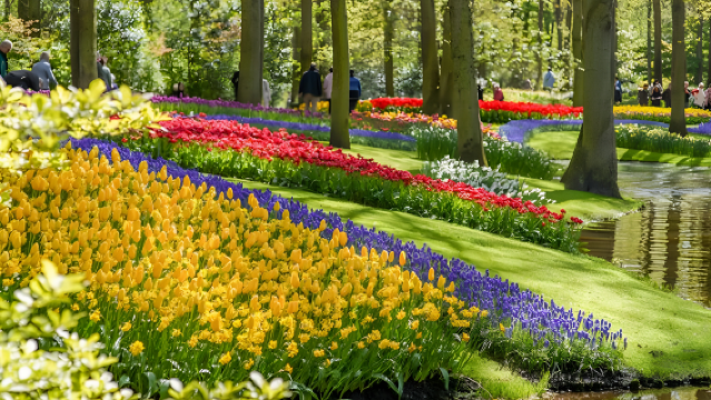 荷蘭庫肯霍夫公園鬱金香展票券+MG設計師精品購物村購物組合