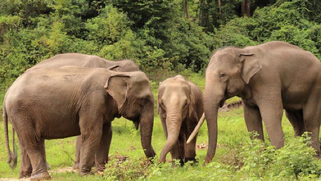 卡倫大象之家全日行程 – 與獲救大象同行、餵食及觀察