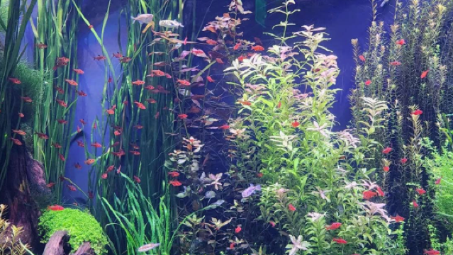 美國亞特蘭大植物園-奧林匹克公園【中文專車-悅享旅程】