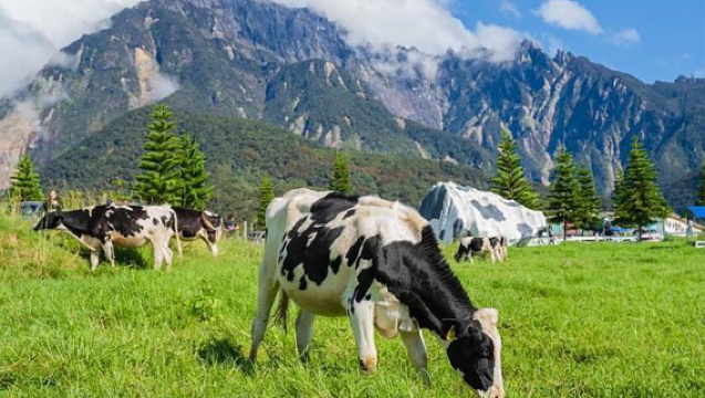 亞庇神山一日遊+亞庇市區接載+中文導遊+可選滑翔傘/ATV