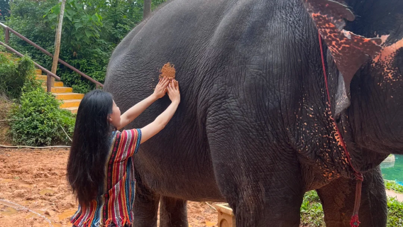 【ファミリーにおすすめ】プーケット・タイ風象キャンプ半日ツアー 中国語ガイド／ホテル送迎付き