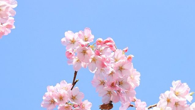 Lawatan separuh hari di Universiti Wuhan/Kumpulan kecil 2-6 orang untuk musim bunga sakura di sekolah berusia seabad