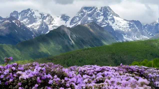 Chengdu: Tour di un giorno alla Montagna Xiling [Fiori da aprile a luglio/biglietto d'ingresso non incluso/opzione guida in inglese]
