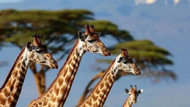 1-Day Tour in Nairobi, Kenya [10-Hour Private Charter]