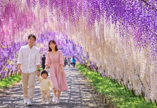 Limited Wisteria Tour in Kitakyushu Kawachi Fujien | 1-day tour to Akama-jingu Shrine, Kokura Castle, and Mojiko Port