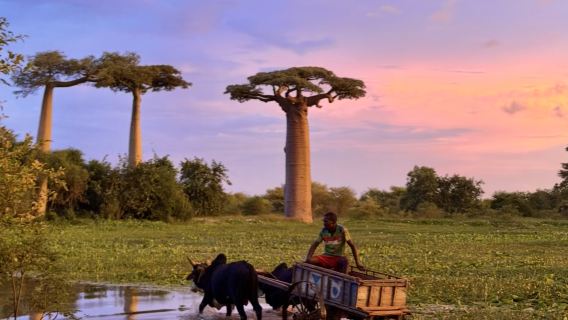 [Location voiture avec chauffeur] Madagascar - Antananarivo : Traque des Indris et adieu à la forêt tropicale