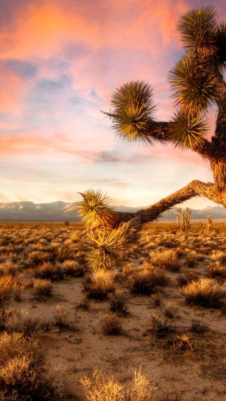 Los Angeles to Joshua Tree National Park Day Trip | Small Group Tour (No more than 13 people)