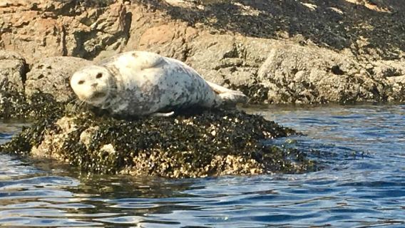Victoria: Guided Kayak Tour Adventure