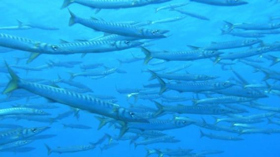 Ajaccio: Beginner's Scuba Dive with Experienced Instructor