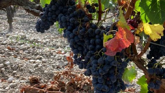 Bordeaux: Saint Emilion Village with Chateaus & Wine Tasting