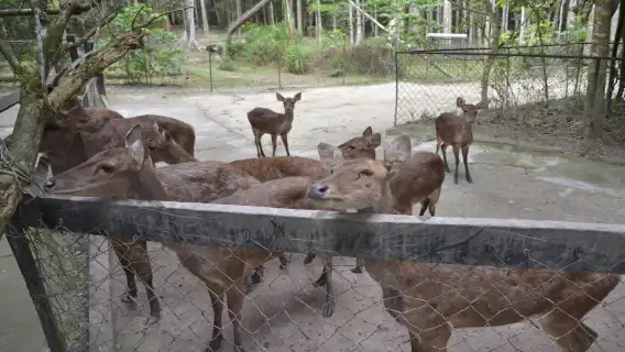 大象保育院行程 (含鹿園造訪) – 共享或私人選項