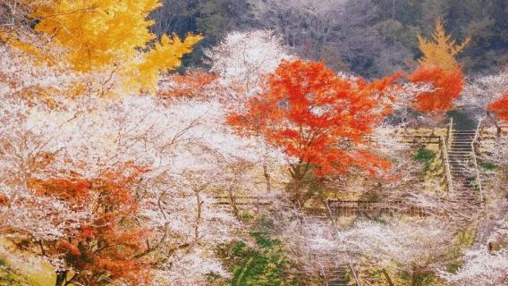 秋季限定 名古屋出發 香嵐溪賞楓 虎溪山 永保寺一天