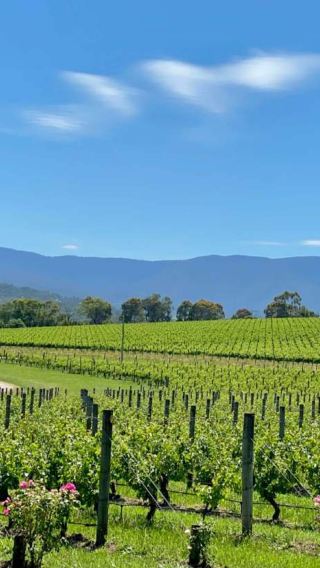 Affordable and relaxing - 1-day tour to Puffing Billy Railway and Yarra Valley & Dandenongs Ranges winery in Melbourne